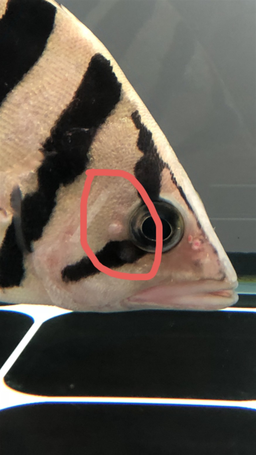 虎魚腮蓋發紅然后長疙瘩
