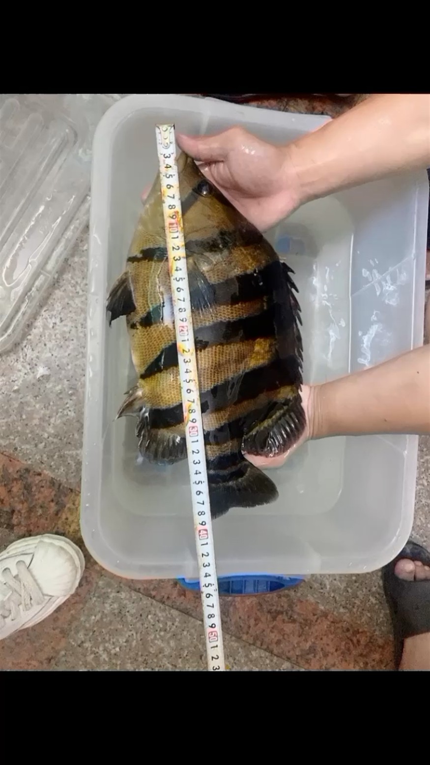 虎魚就是扔過水在我這不出現