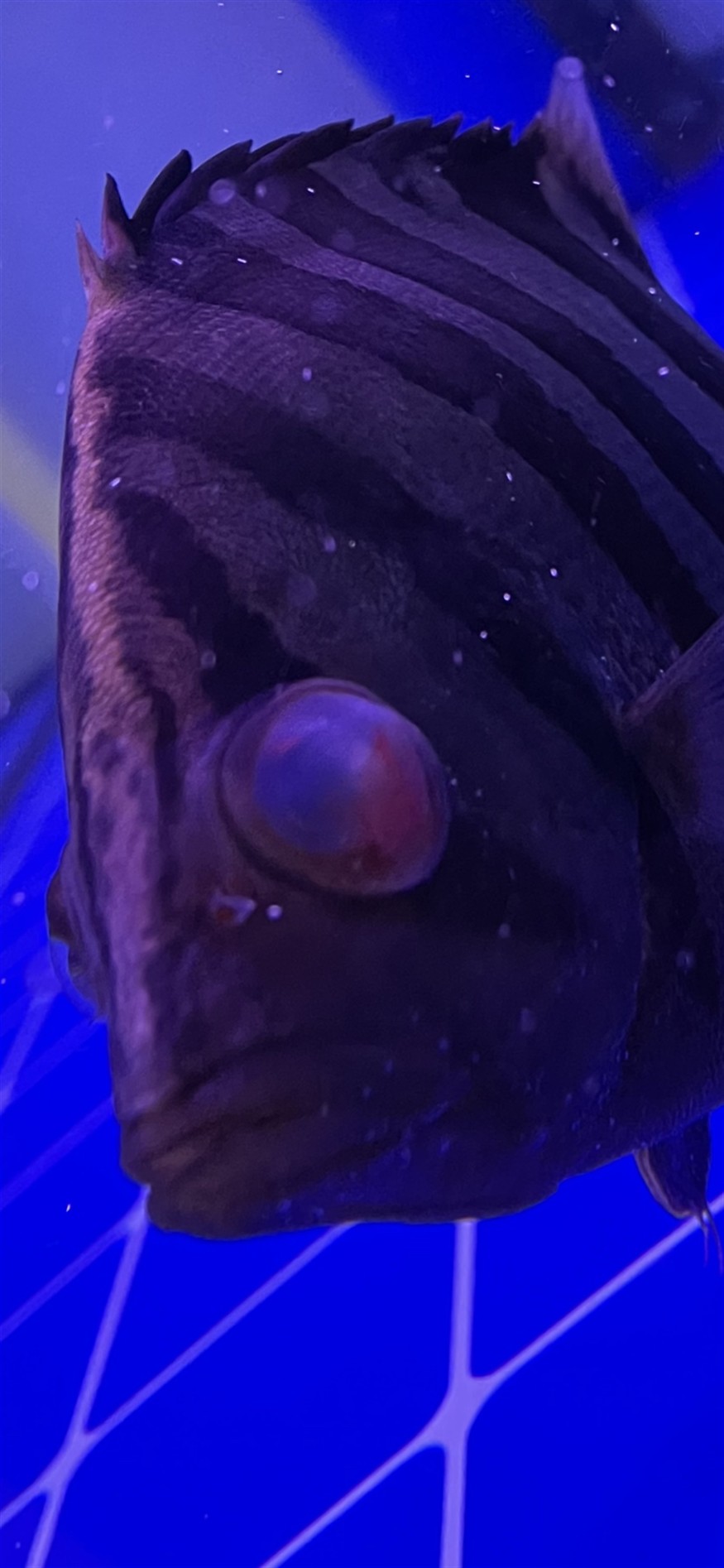 虎魚眼病