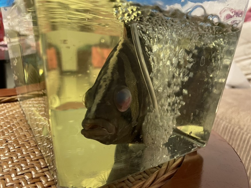 虎魚眼病