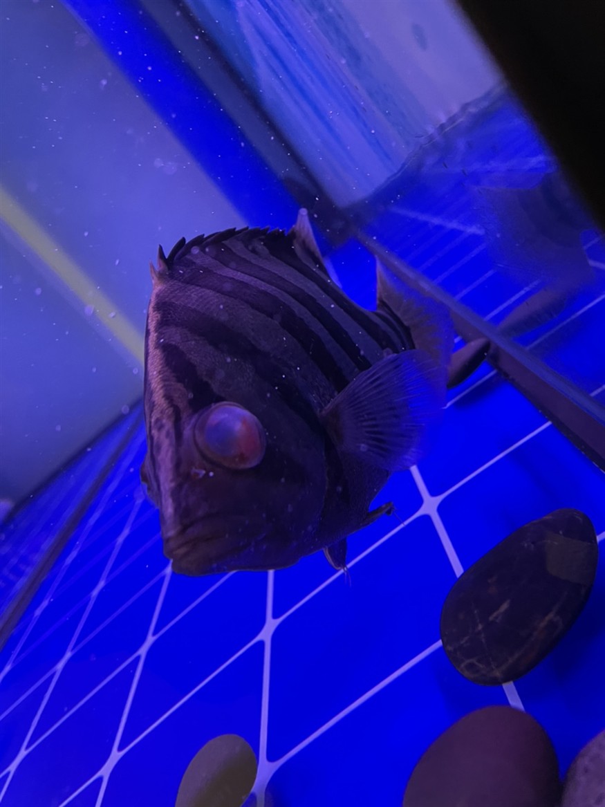 虎魚眼病 虎魚眼病 虎魚百科 第4張
