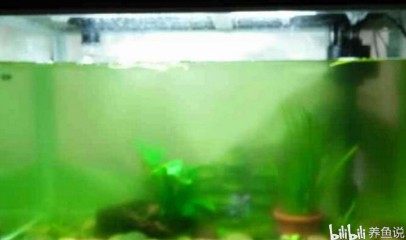 東陽市橫店張永鋒水族館（東陽市橫店張永鋒水族館地址）