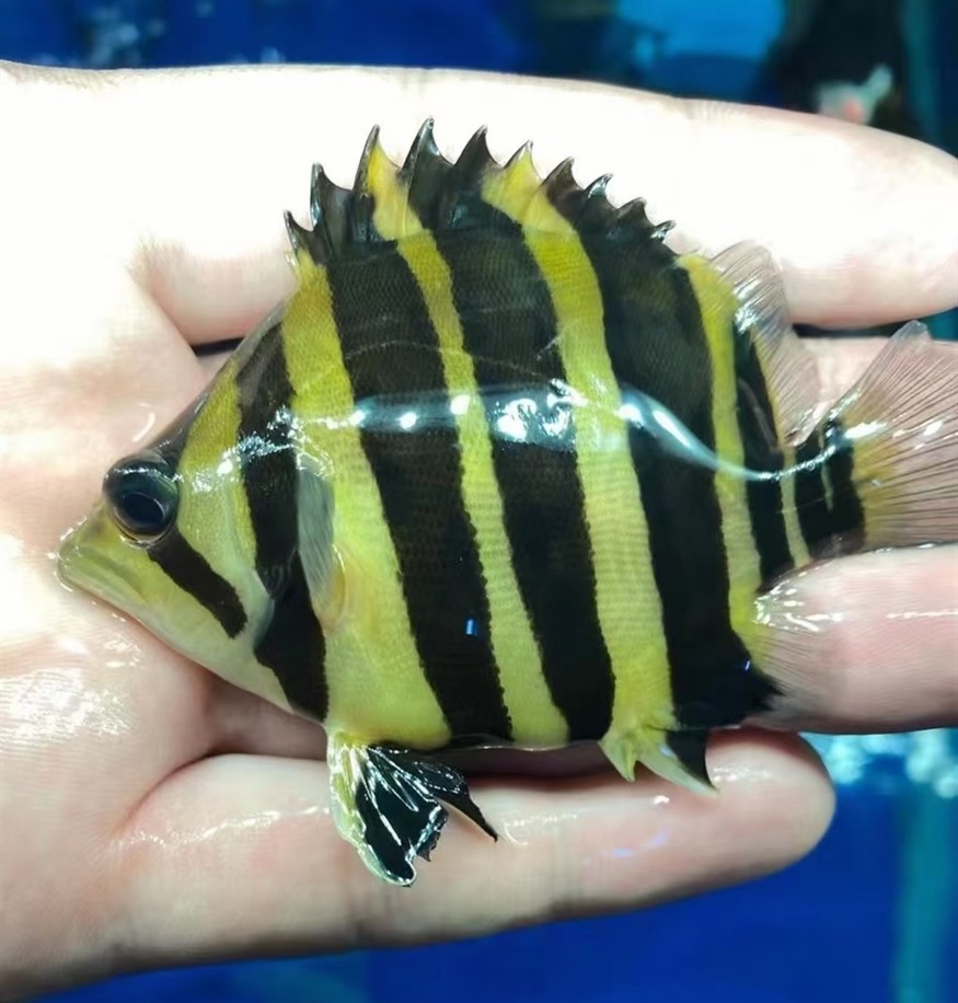 本人求購縮尾球虎各位老板帶著好魚來談