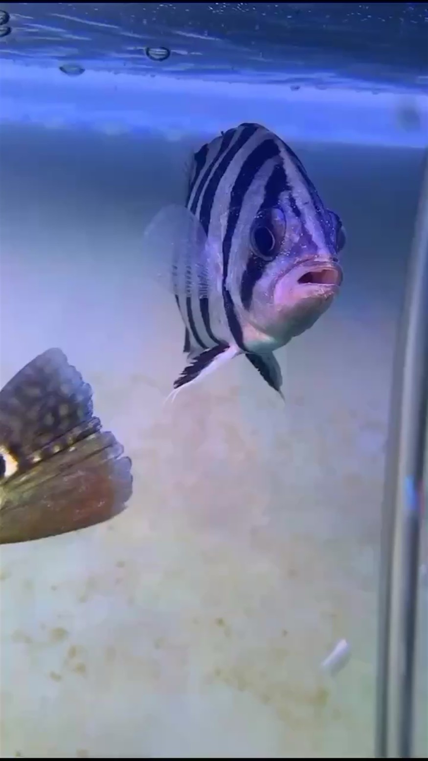 虎魚病了