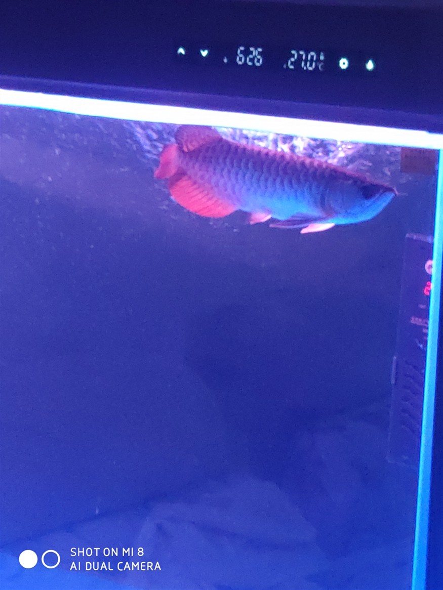 一周前缸里放進去兩只印虎這兩天每次早晨喂食就算虎魚不跟龍魚搶食龍魚都會在缸里亂竄不