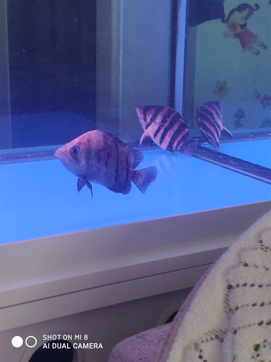 一周前缸里放進去兩只印虎這兩天每次早晨喂食就算虎魚不跟龍魚搶食龍魚都會在缸里亂竄不