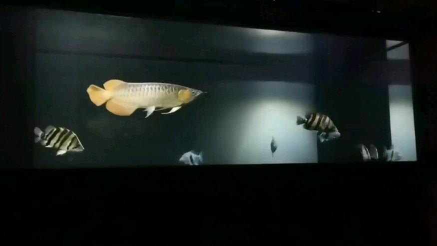 虎魚狀態也很不錯