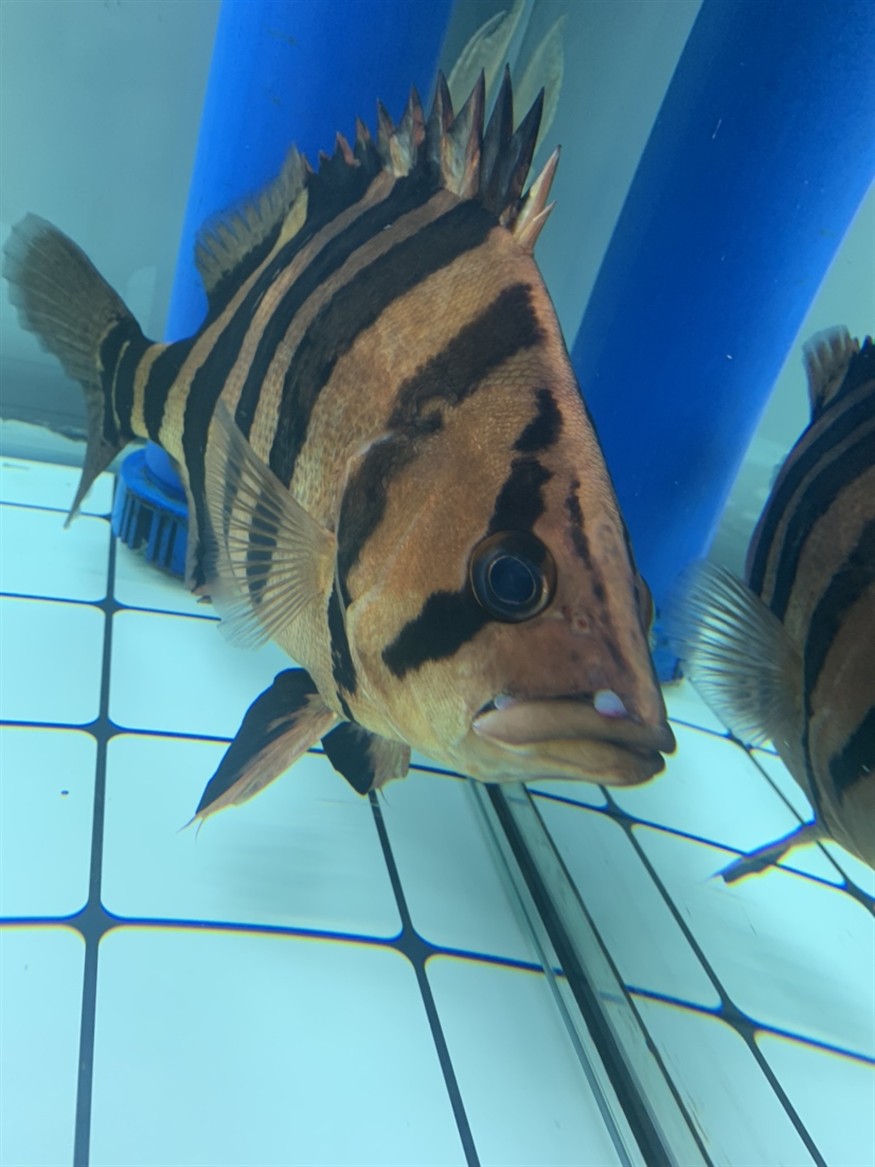 求助大神看一下我這虎魚的嘴是怎么了