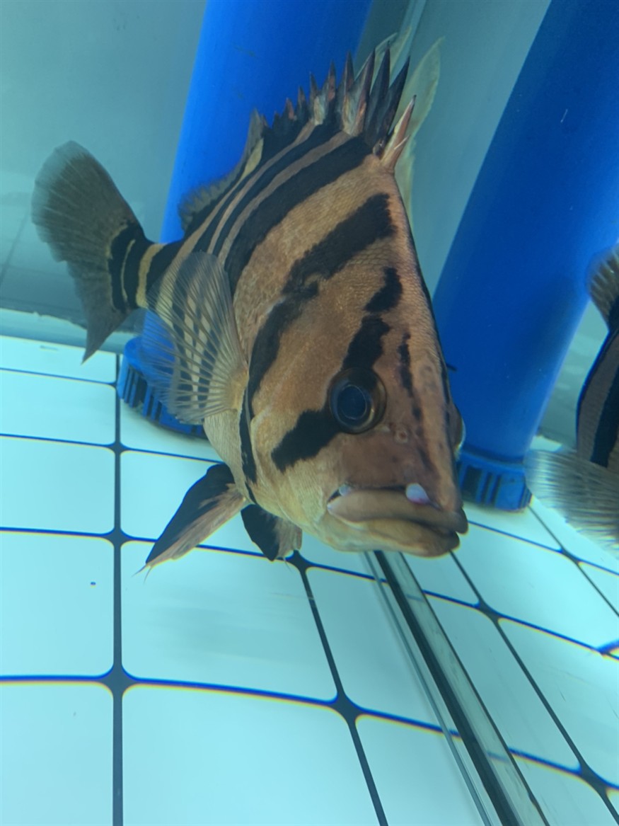 求助大神看一下我這虎魚的嘴是怎么了