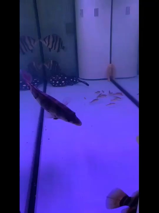 虎魚轉請問各位大神這是什么情況