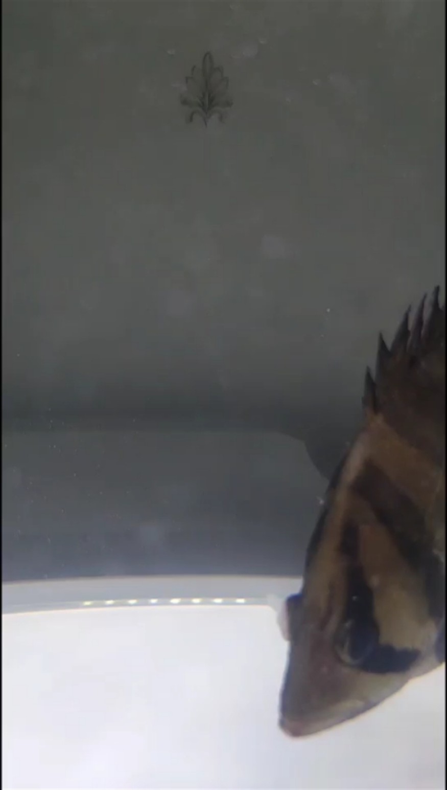 虎魚眼病還有救嗎？如何治療？