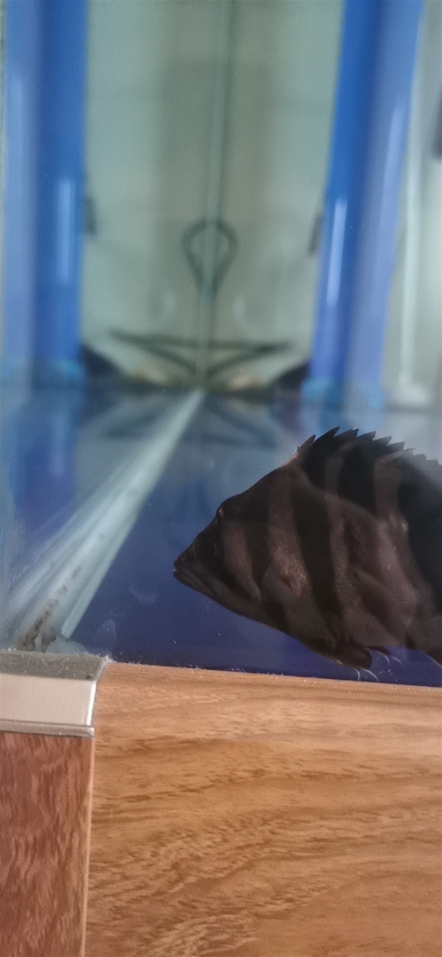 虎魚頭上起個胞