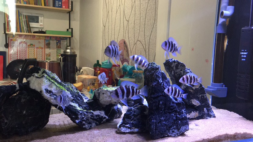想買金頭虎苗求某寶靠譜魚商