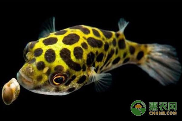 10公分虎魚和40公分龍魚混養好嗎(虎魚可以和十間魚混養嗎)