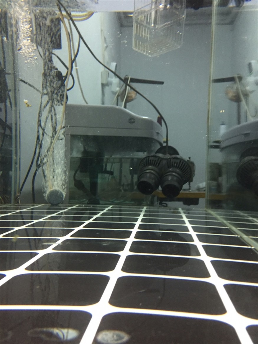 深圳市龍崗區坪地汪洋水族館：深圳坪地汪洋水族館 深圳市龍崗區坪地汪洋水族館：深圳坪地汪洋水族館 觀賞魚百科 第1張