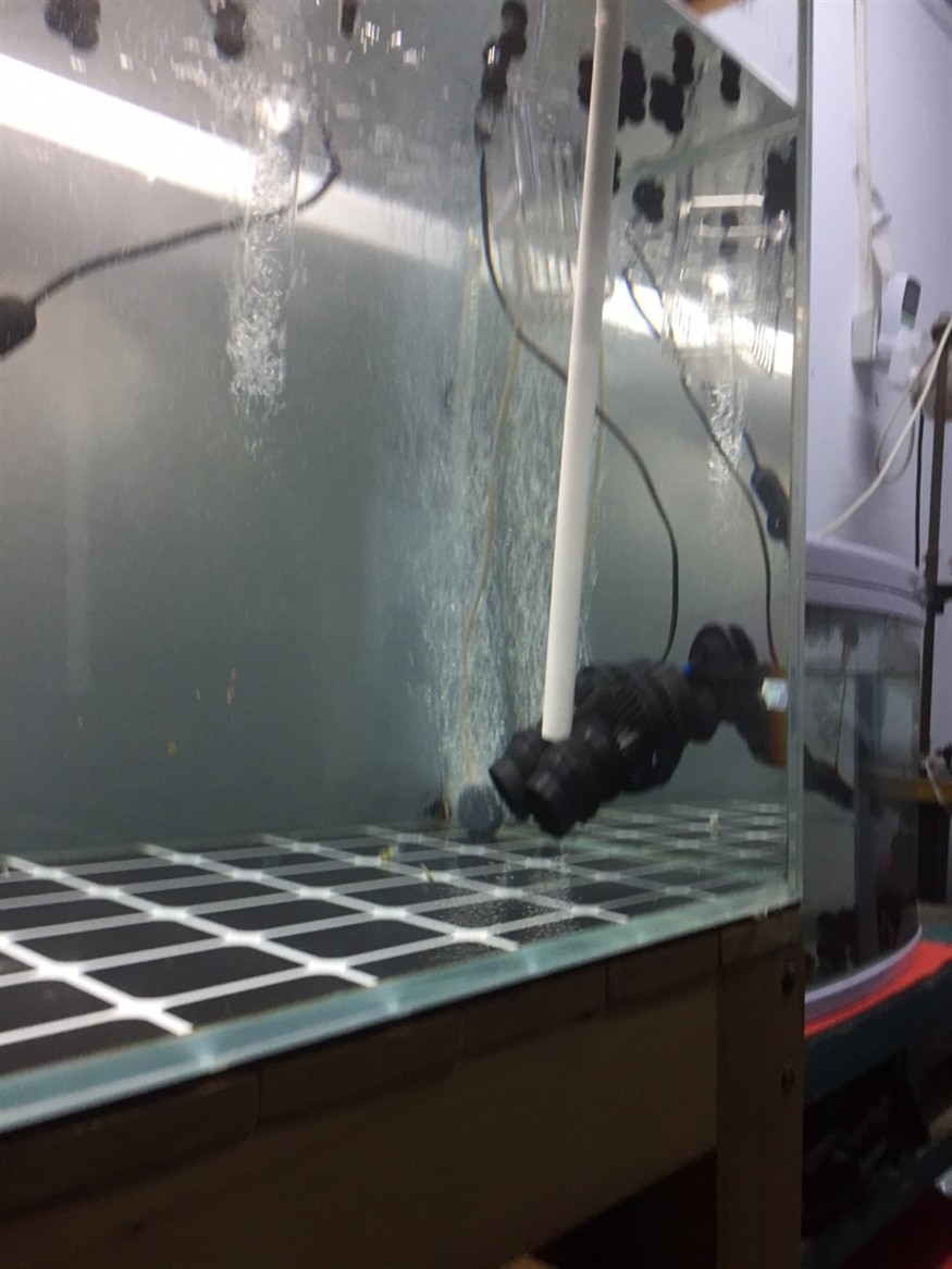 全方位拍照虎魚都拍扁了