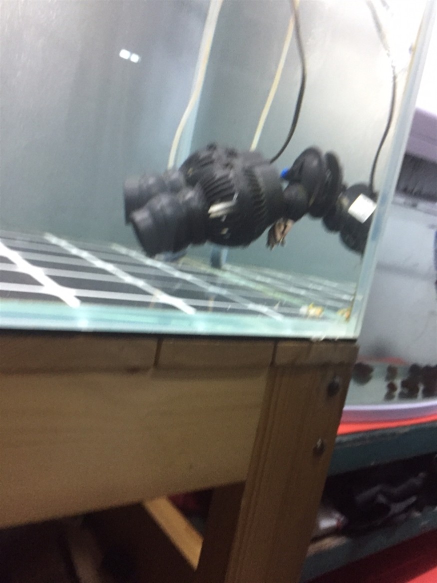 全方位拍照虎魚都拍扁了