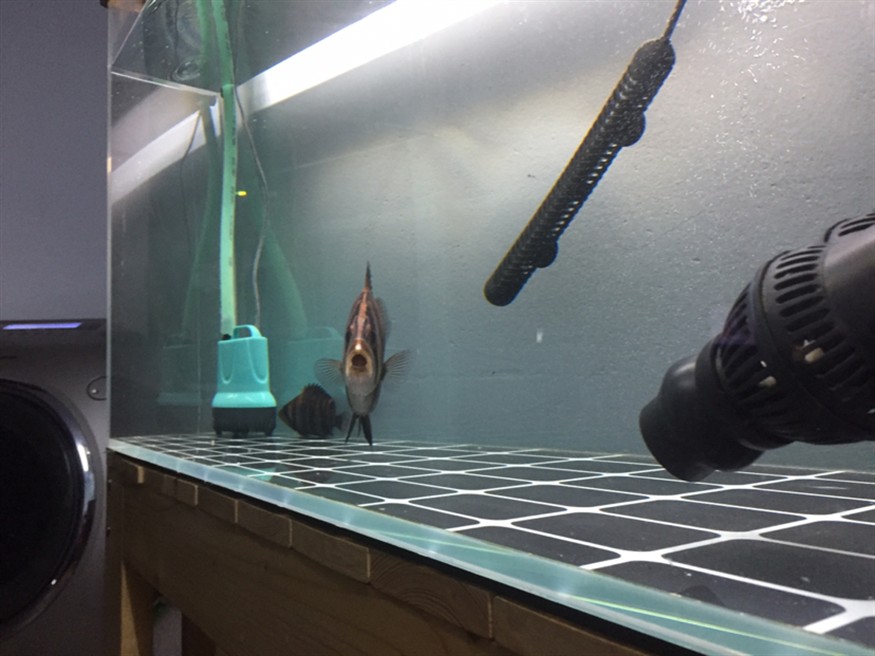 全方位拍照虎魚都拍扁了