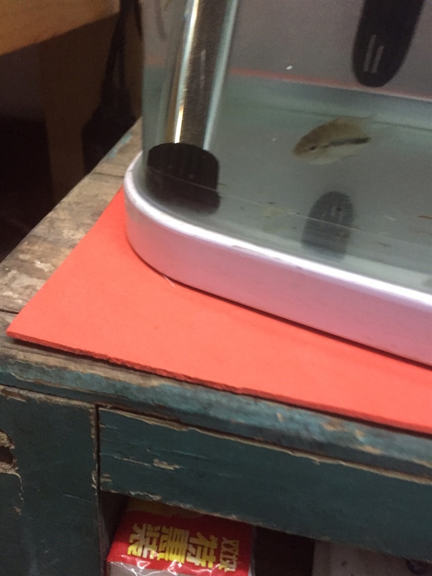 全方位拍照虎魚都拍扁了