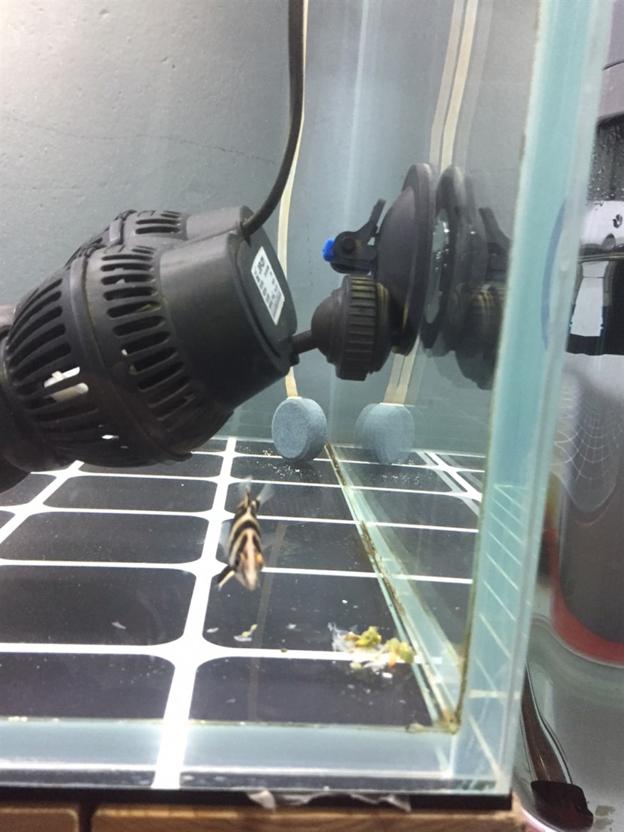 全方位拍照虎魚都拍扁了