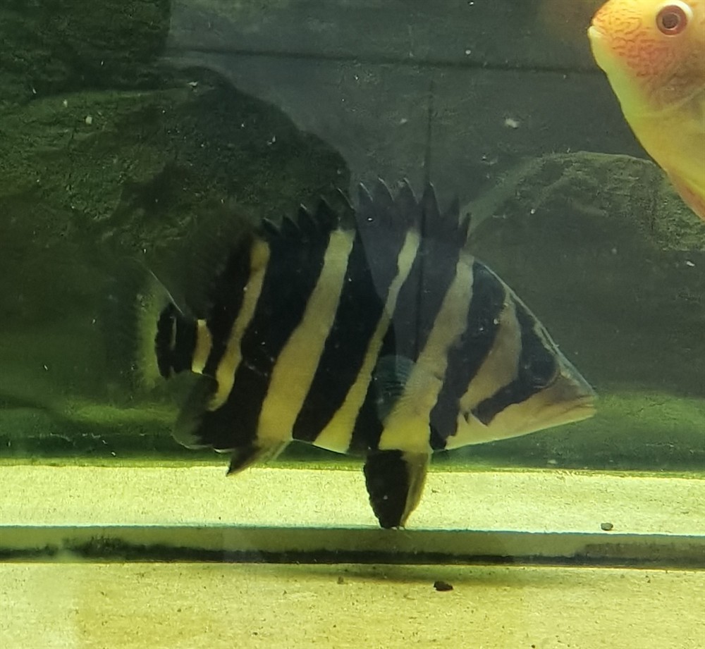 好久沒有上虎魚圖