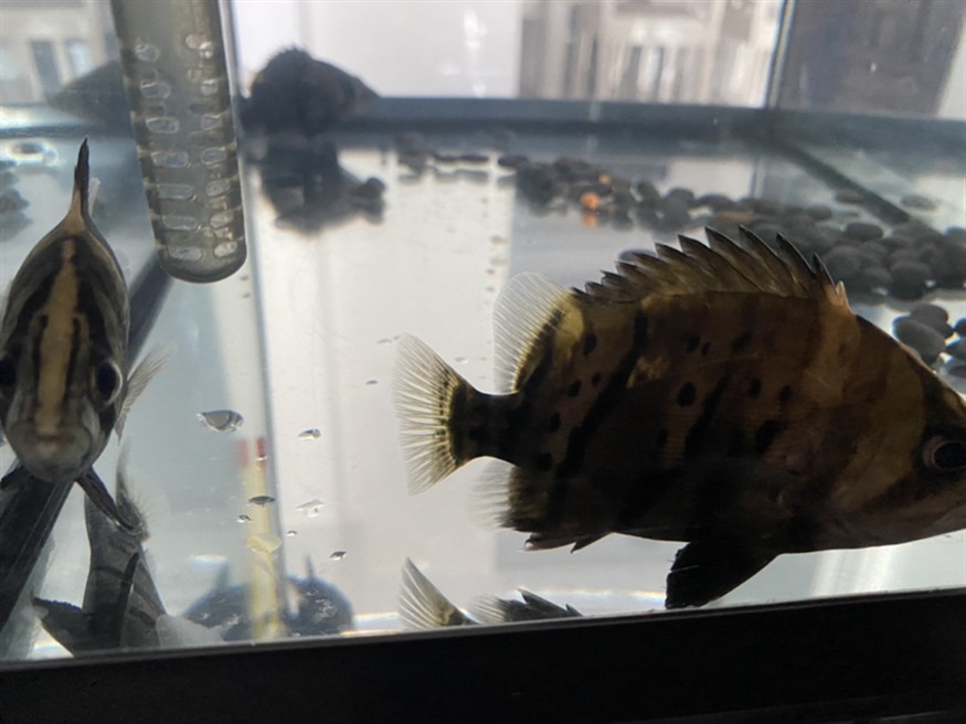 虎魚仔