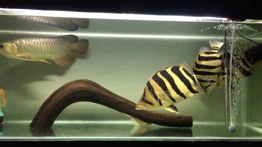 龍魚 虎魚 龍魚 虎魚 虎魚百科