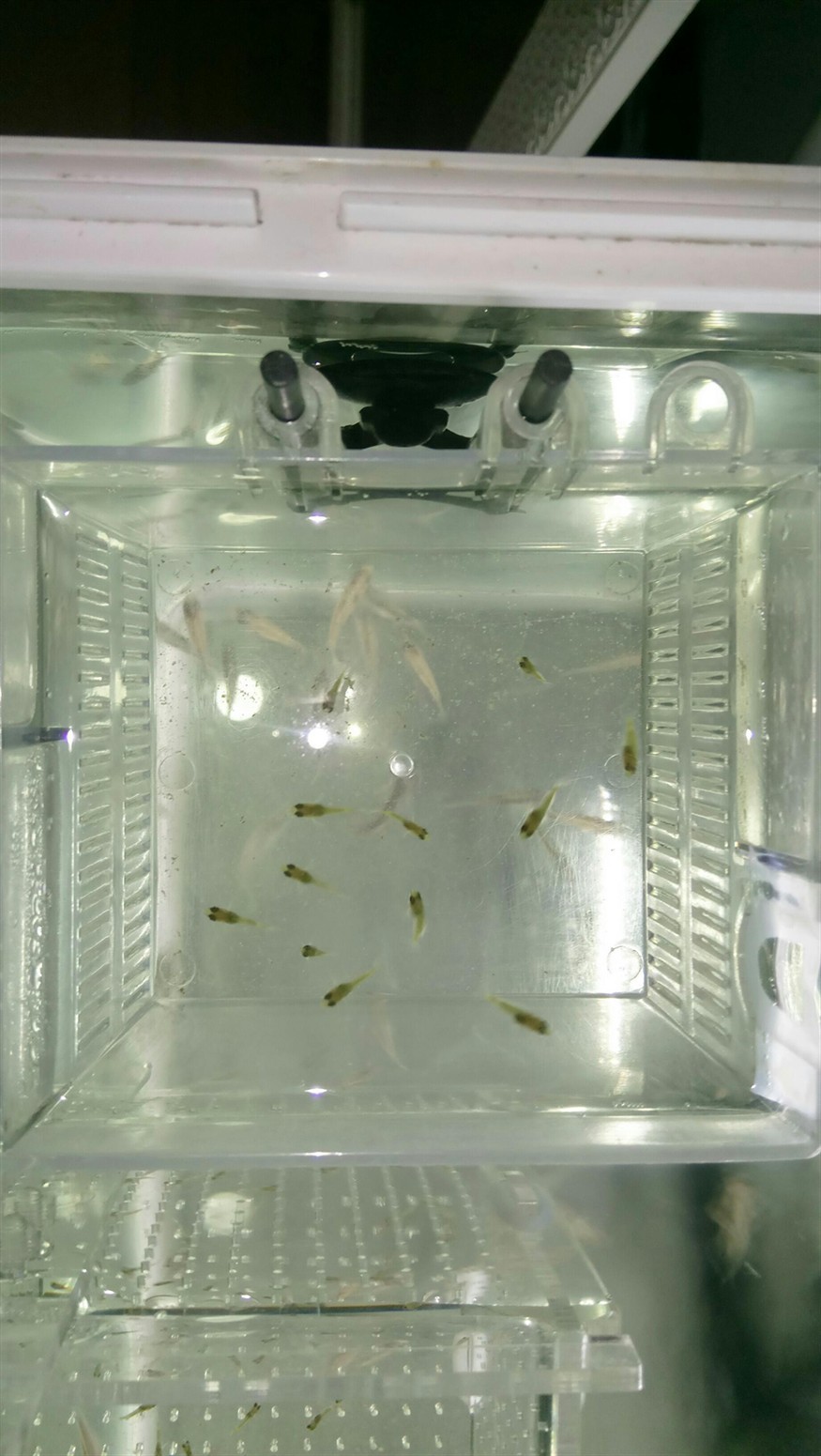 黃金虎魚苗成活率低嗎？