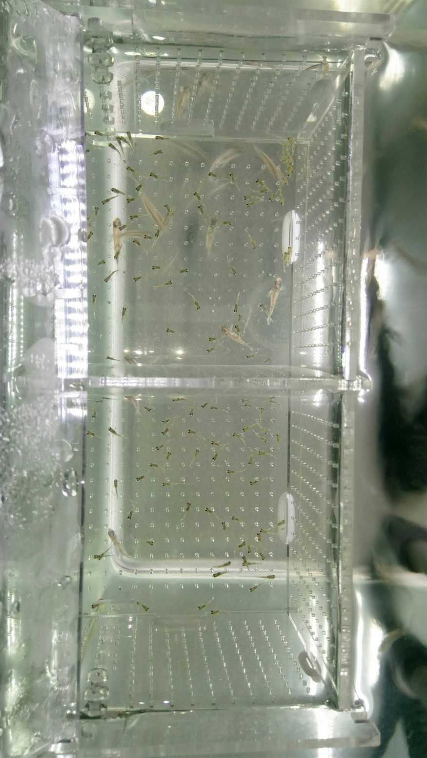 黃金虎魚苗成活率低嗎？