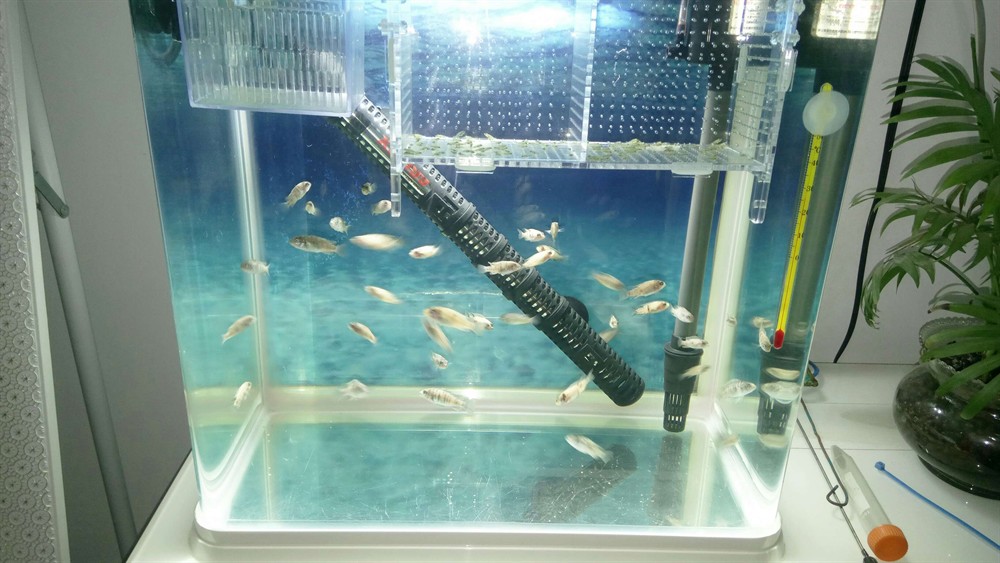 黃金虎魚苗成活率低嗎？