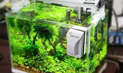 銀龍魚成魚圖片（銀龍魚成魚圖片大全）