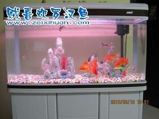 包含?？隰~(yú)缸批發(fā)市場(chǎng)地址電話(huà)號(hào)碼查詢(xún)的詞條