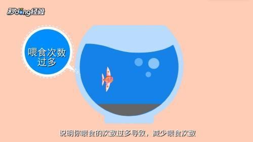 商水縣恒睿水族魚缸店（商水縣恒睿水族魚缸店
