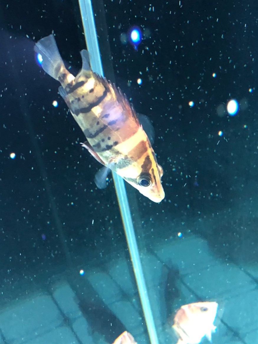 虎魚這算蒙眼嗎大神來看下