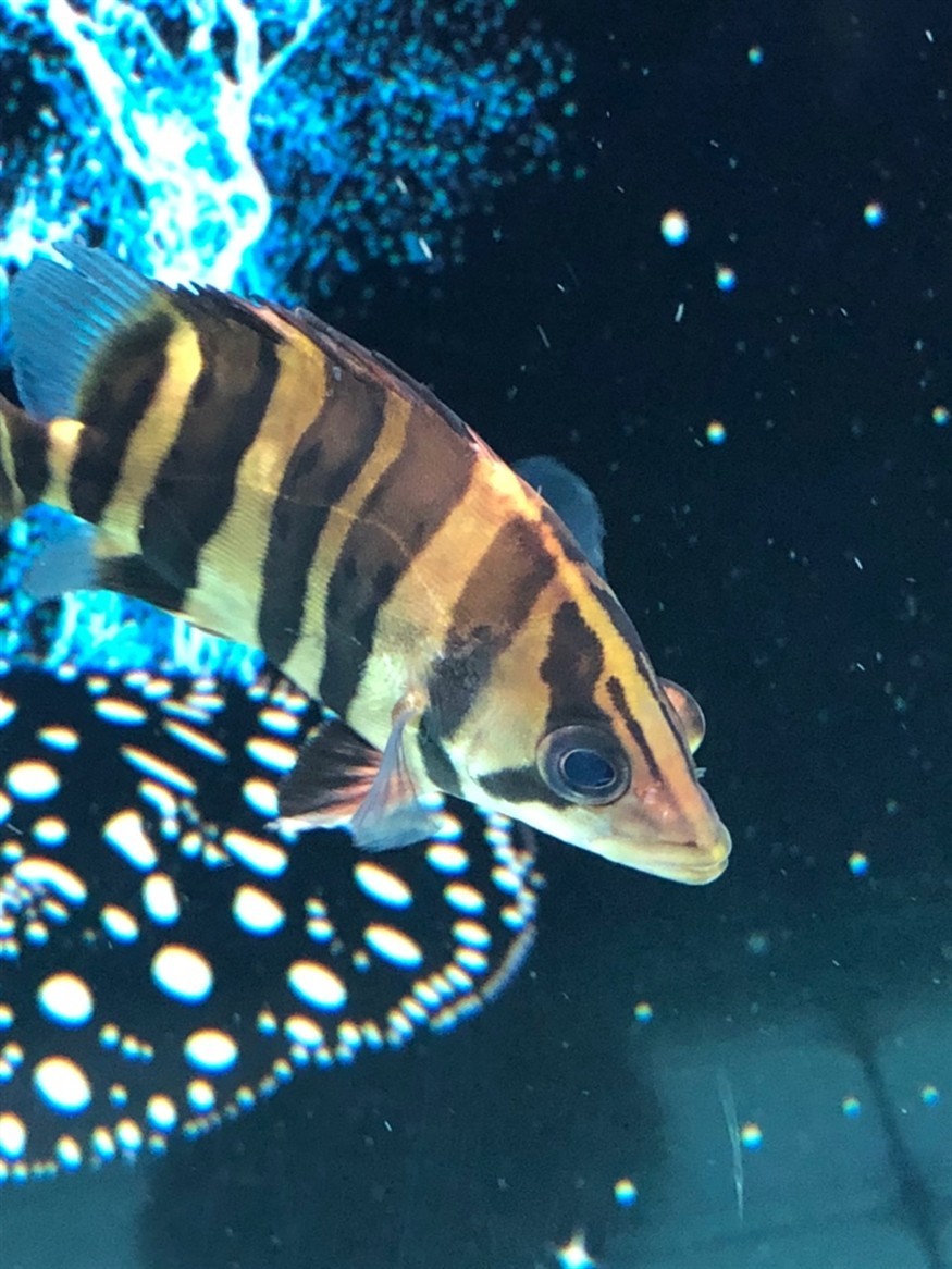 虎魚這算蒙眼嗎大神來看下