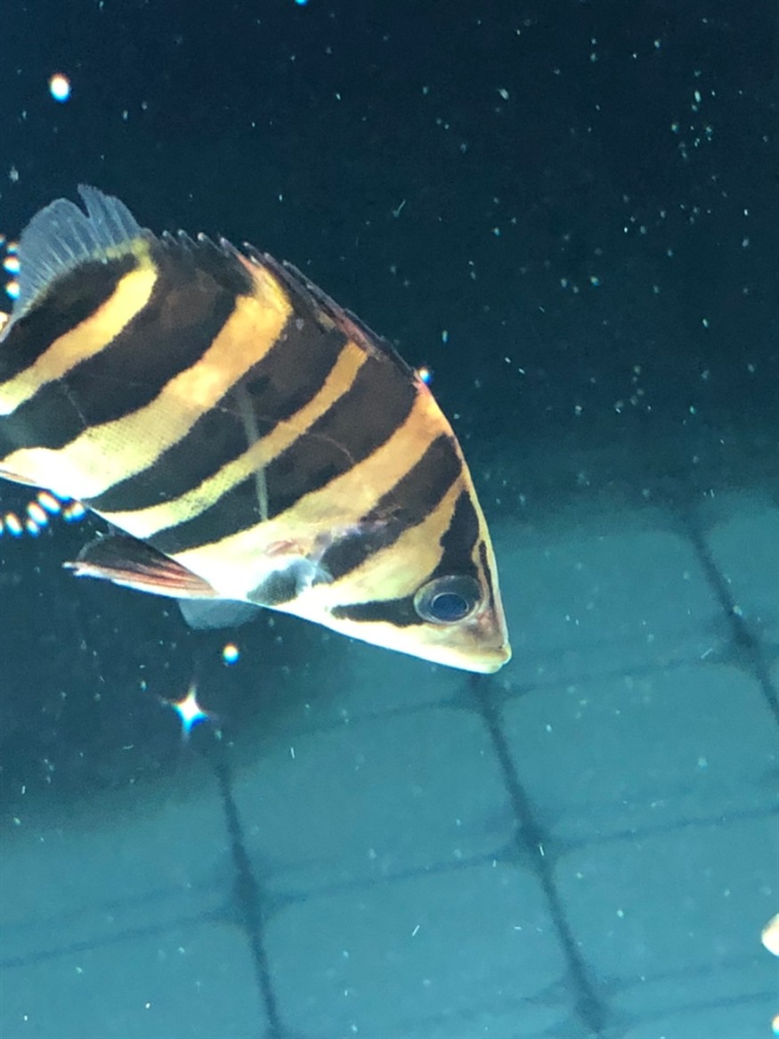 虎魚這算蒙眼嗎大神來看下
