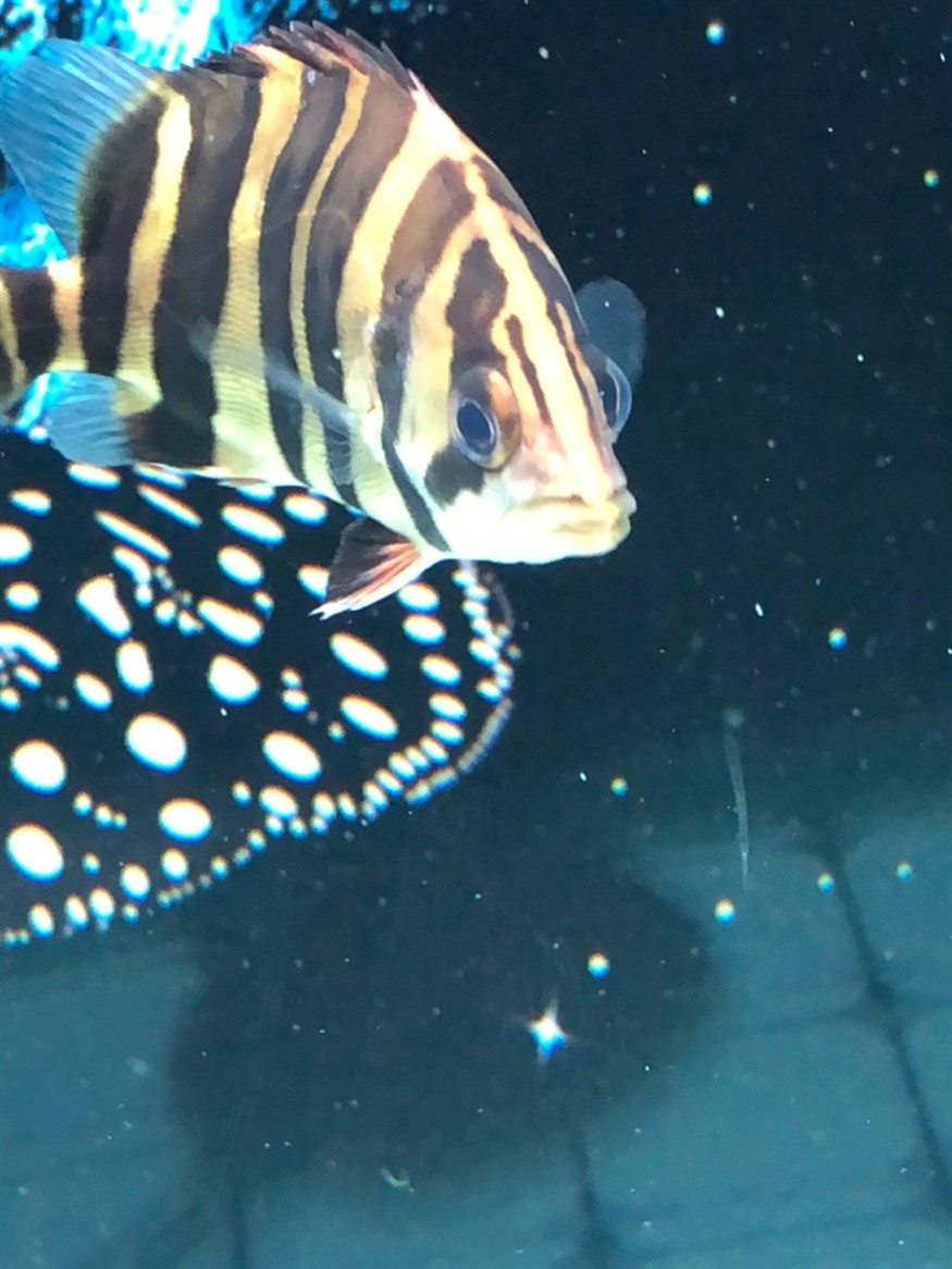 虎魚這算蒙眼嗎大神來看下