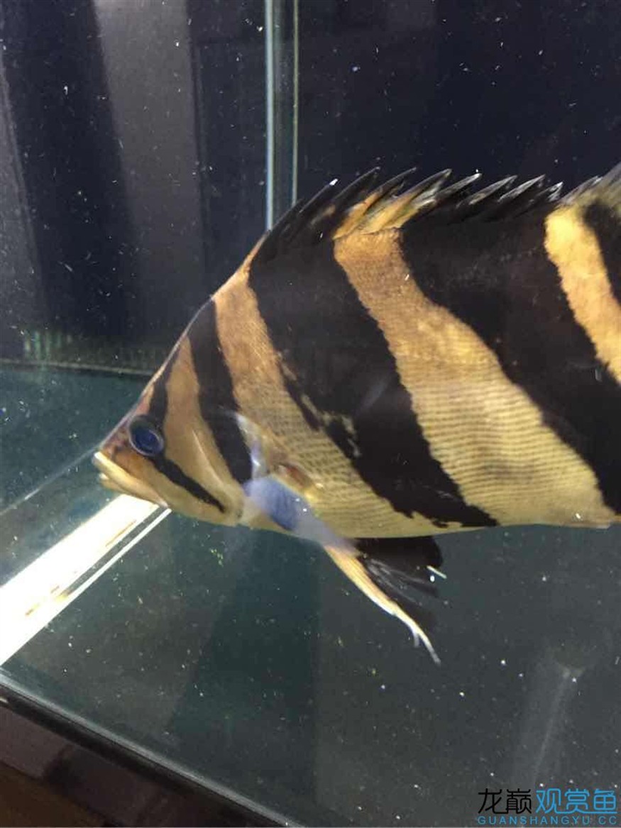 虎魚蒙眼？
