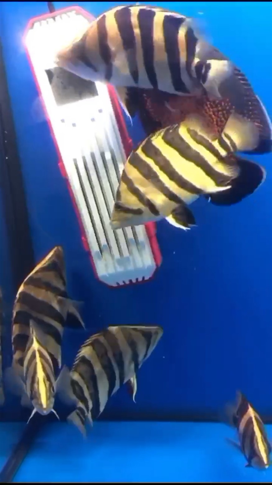 有多少深度虎迷的魚友