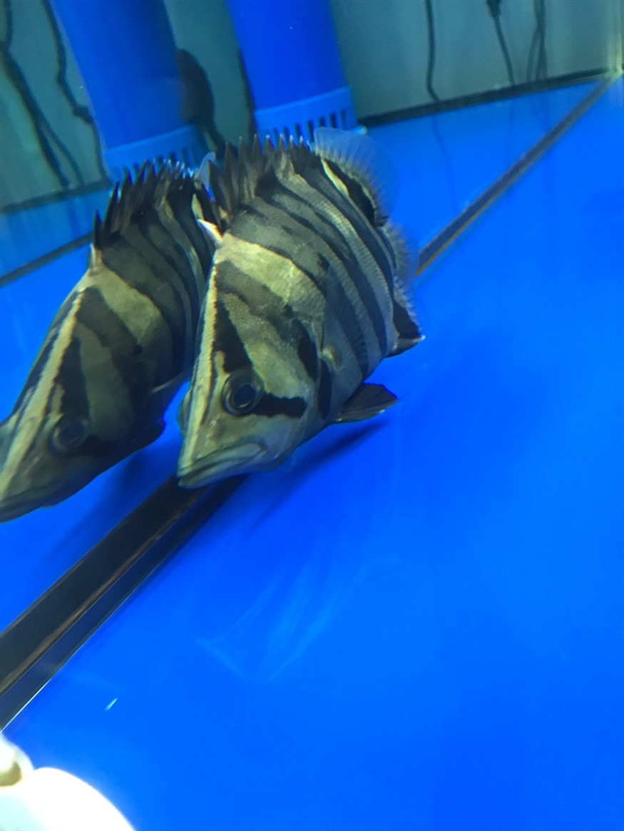 虎魚眼睛有問題嗎？