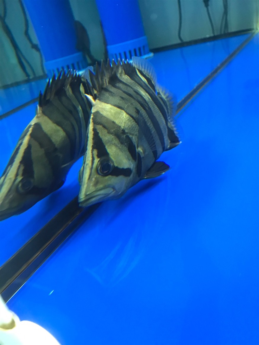 虎魚眼睛有問題嗎？