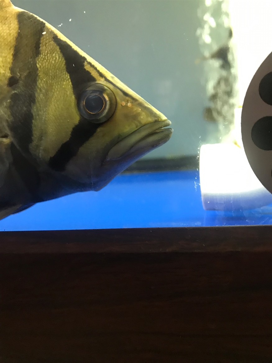虎魚眼睛有問題嗎？