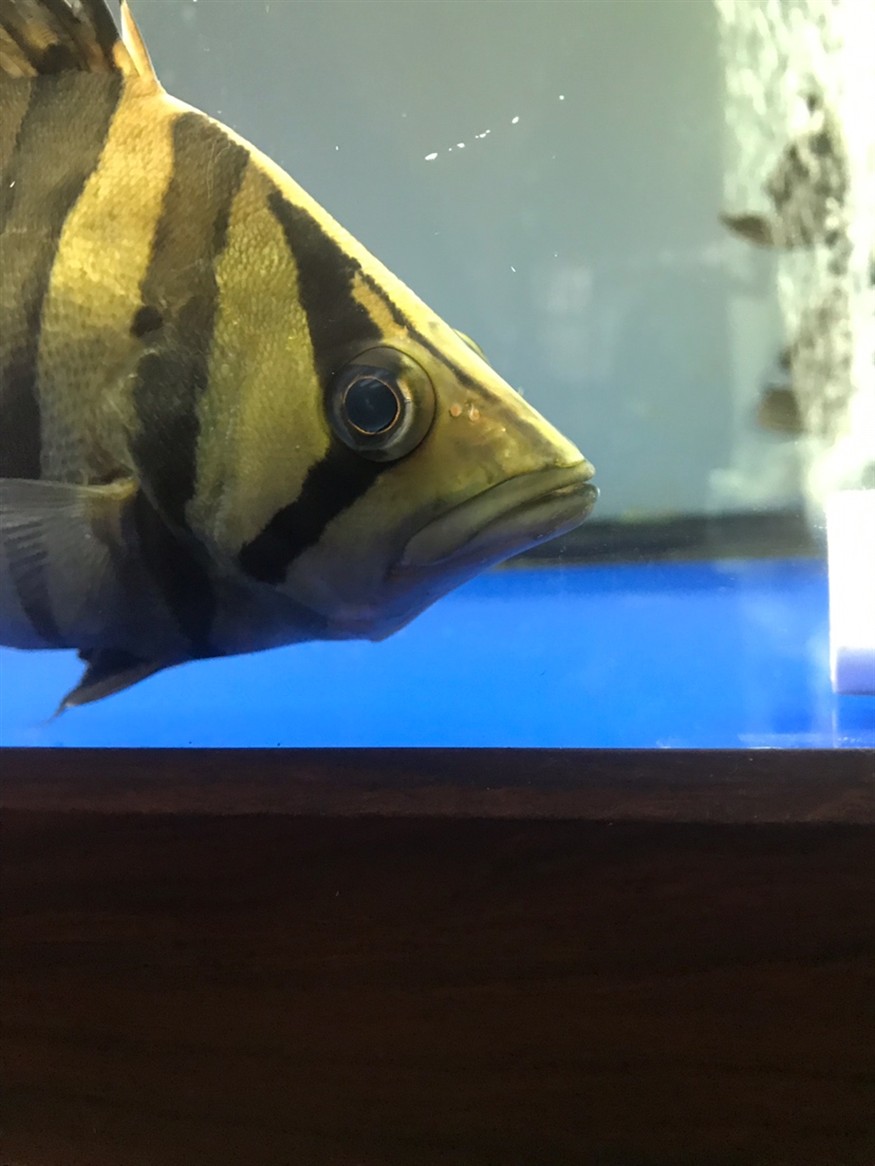 虎魚眼睛有問題嗎？