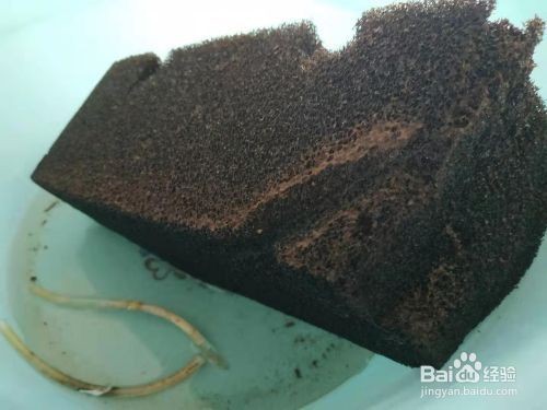 文登區好多魚水族花卉店（文登區好多魚水族花卉店在哪里）