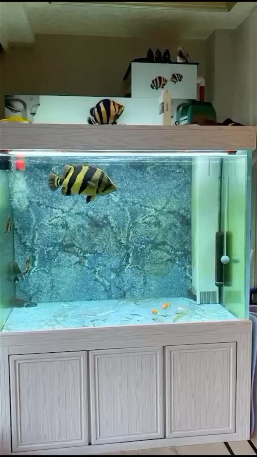 泰虎虎魚