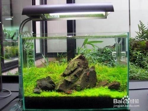 銀龍魚魚鱗掉了怎么辦啊圖片