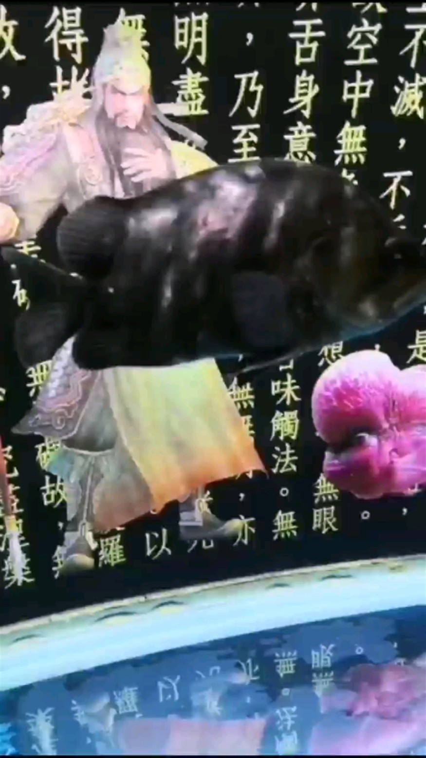 虎魚遍體鱗傷