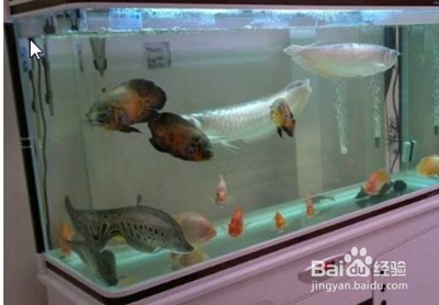 市中區至臻水族館（市中區至臻水族館地址）