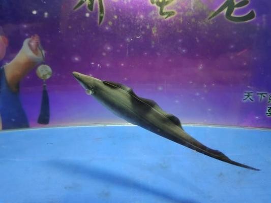 金川區森森水族館（金川區森森水族館
