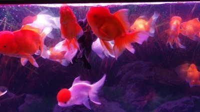 常熟市虞山鎮景典水族館（常熟市虞山鎮景典水族館電話）